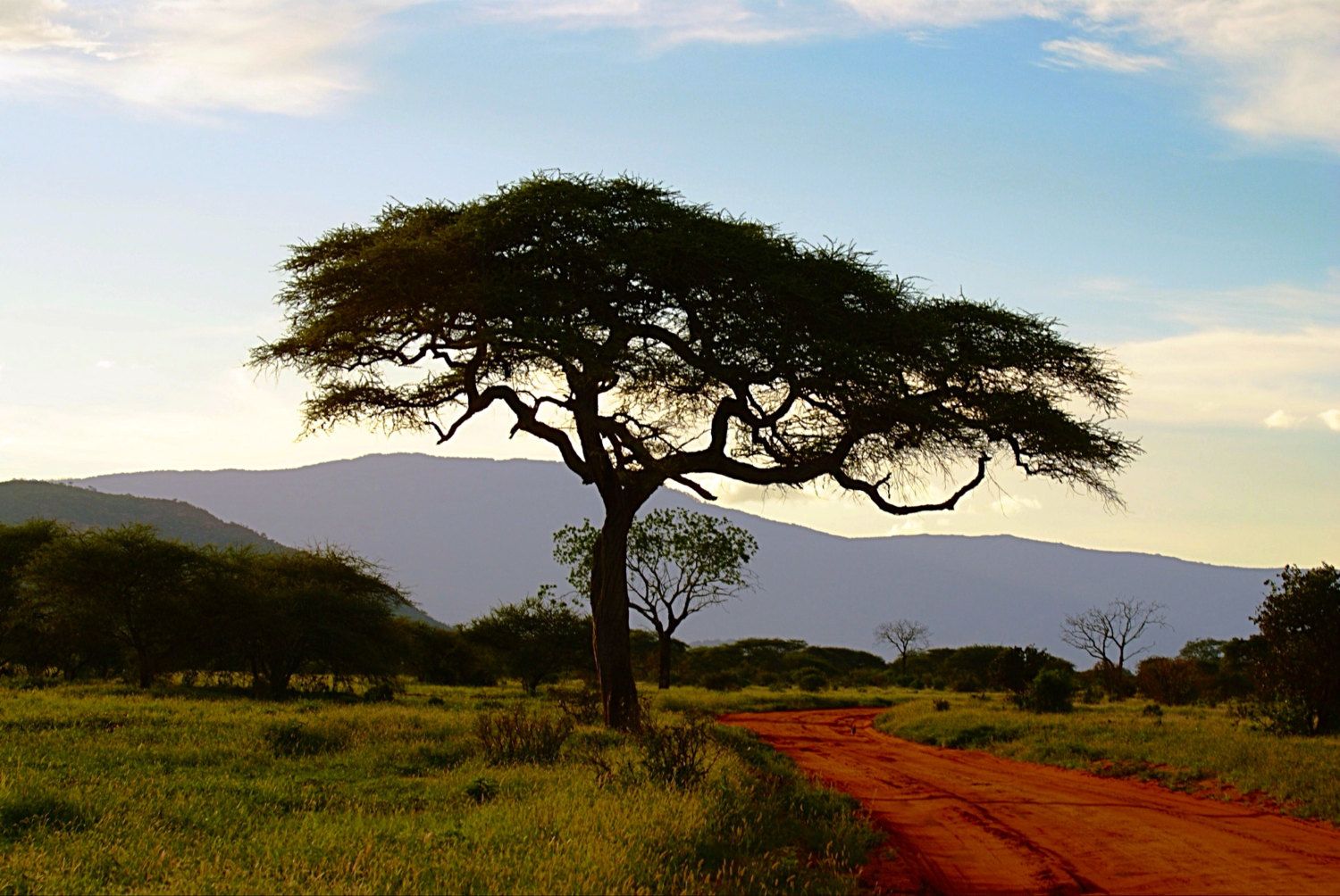 A majestic acacia tree silhouetted against a soft sky with a red road leading into the savanna.