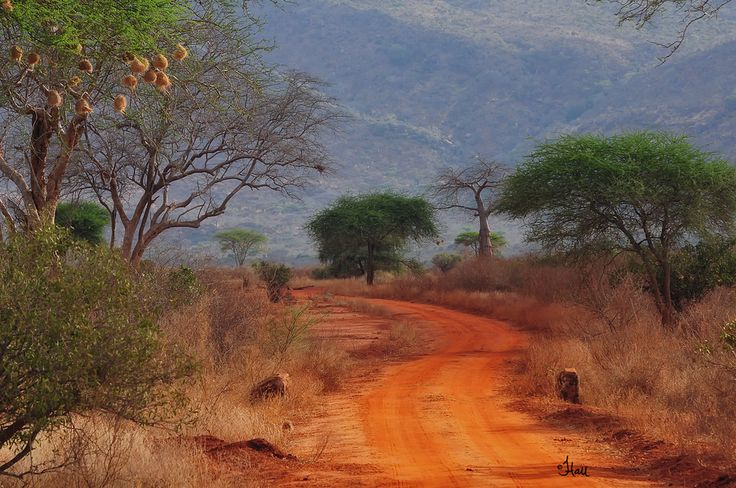 A winding red dirt road through the Kenyan savanna with acacia trees and weaver bird nests.