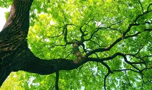Looking up into the vibrant green canopy of a large, healthy tree.